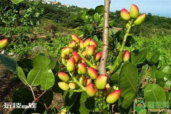 开心果为什么卖这么贵(开心果价格居高不下的五个原因)-图片1